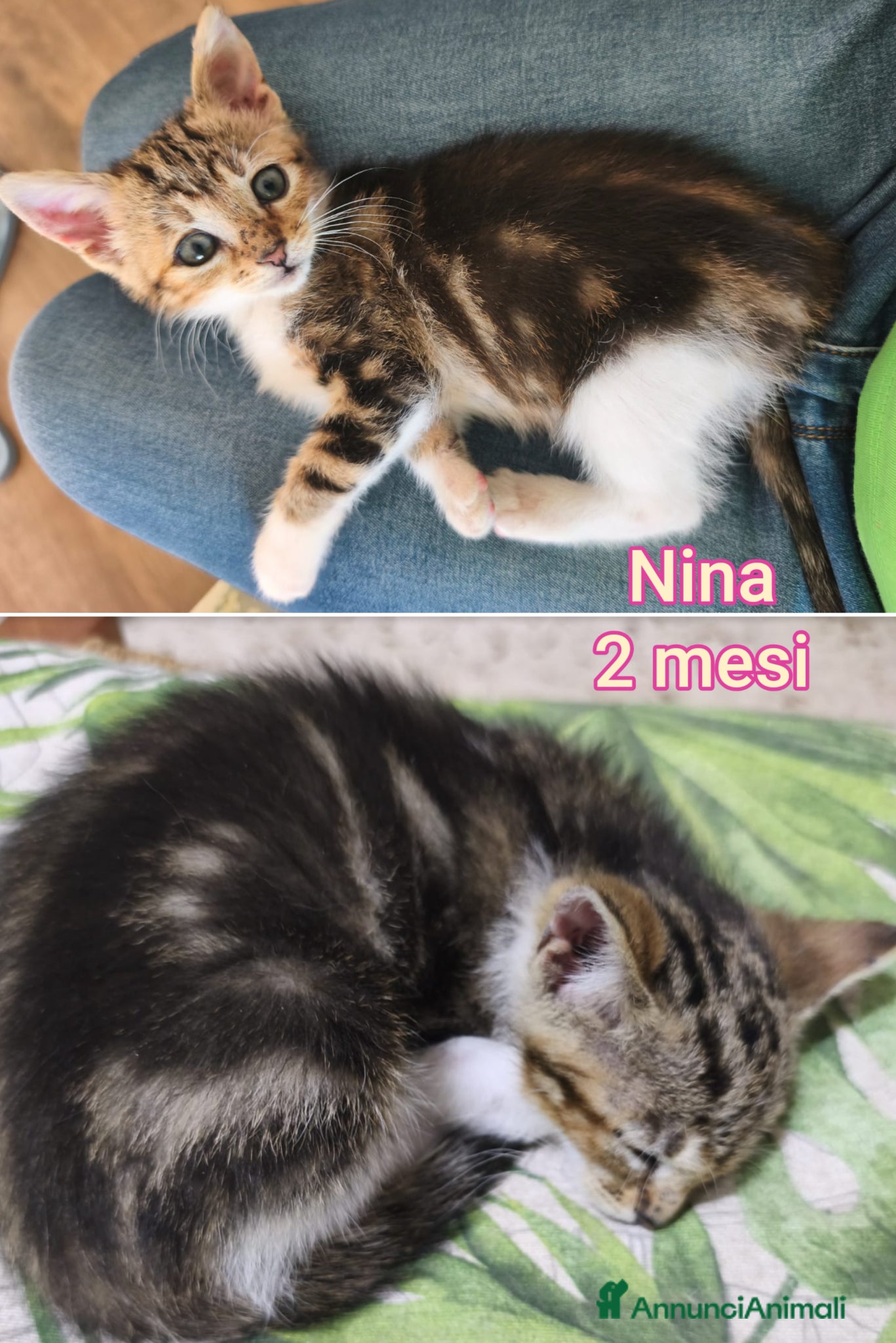 Meticcio gatti in regalo: TANTI MICINI SOLI! a Provincia di Vicenza - Annuncio 7