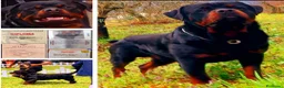 Rottweiler cani per accoppiamento: Rottweiler per monta - Annuncio 20