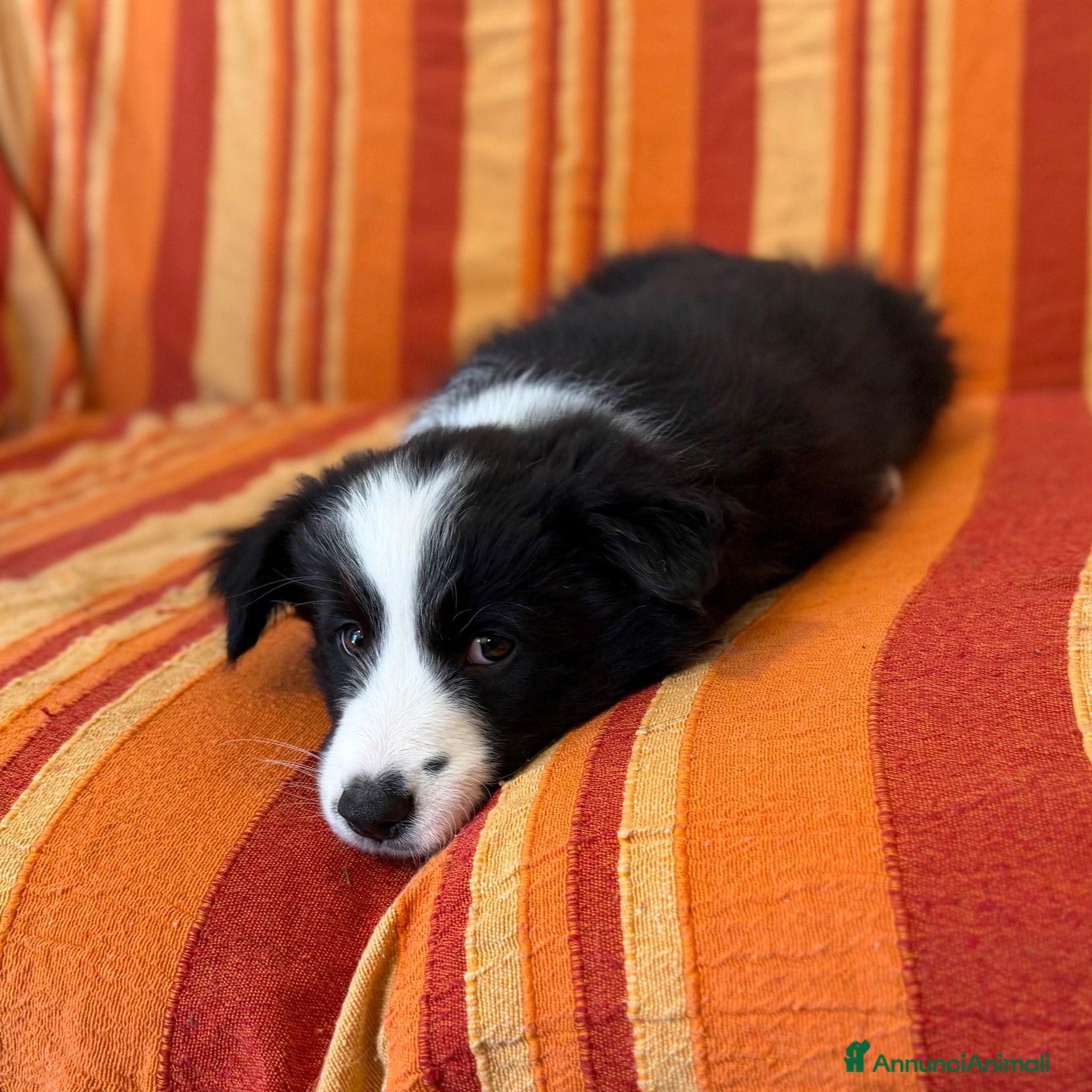 Border Collie cani CUCCIOLI DI BORDER COLLIE - Annuncio 1