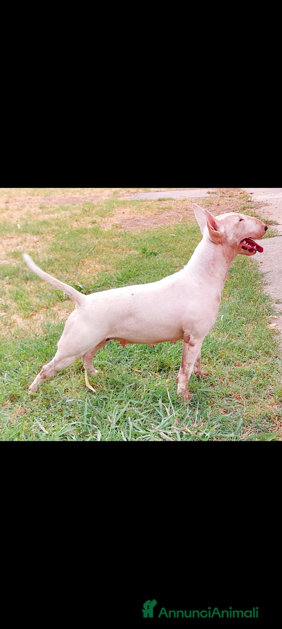 Bull Terrier cani Cuccioli Bull Terrier linea selezionata - Annuncio 1