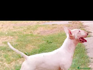 Bull Terrier cani Cuccioli Bull Terrier linea selezionata - Annuncio 3