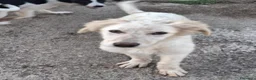 Meticcio cani in regalo: EROS 💙 una nuvola bianca. Con quattro zampe. a Provincia di Brescia - Annuncio 2
