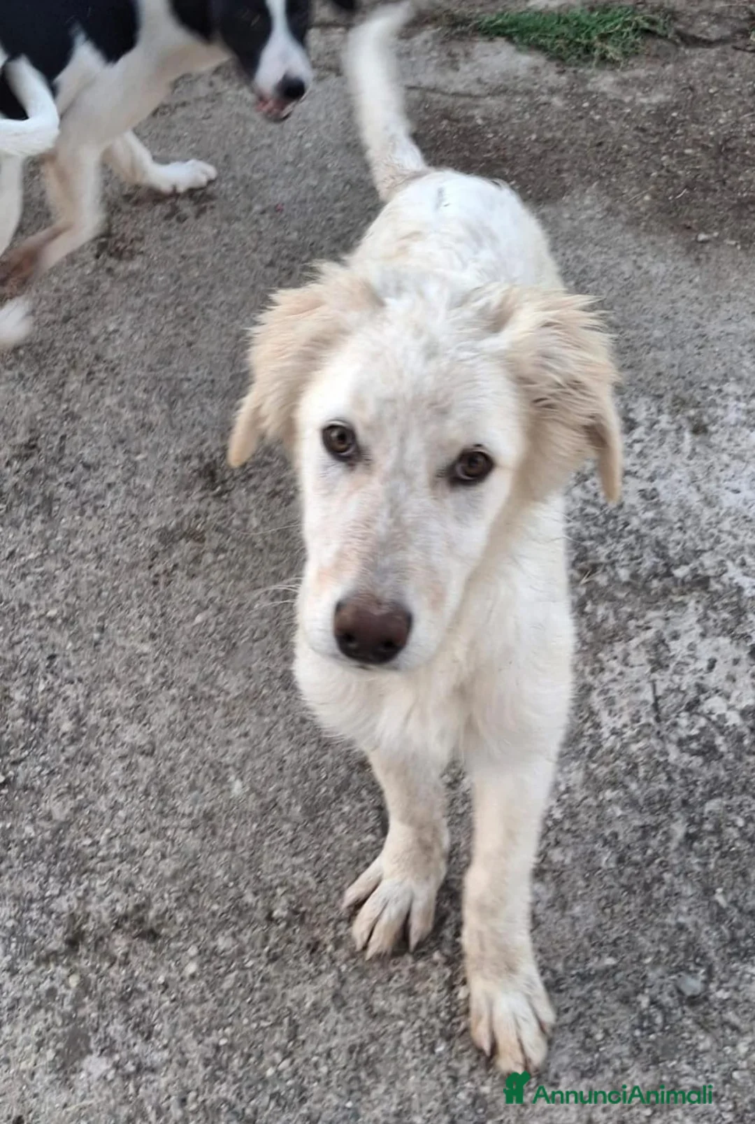 Meticcio cani in regalo: EROS 💙 una nuvola bianca. Con quattro zampe. a Provincia di Brescia - Annuncio 2