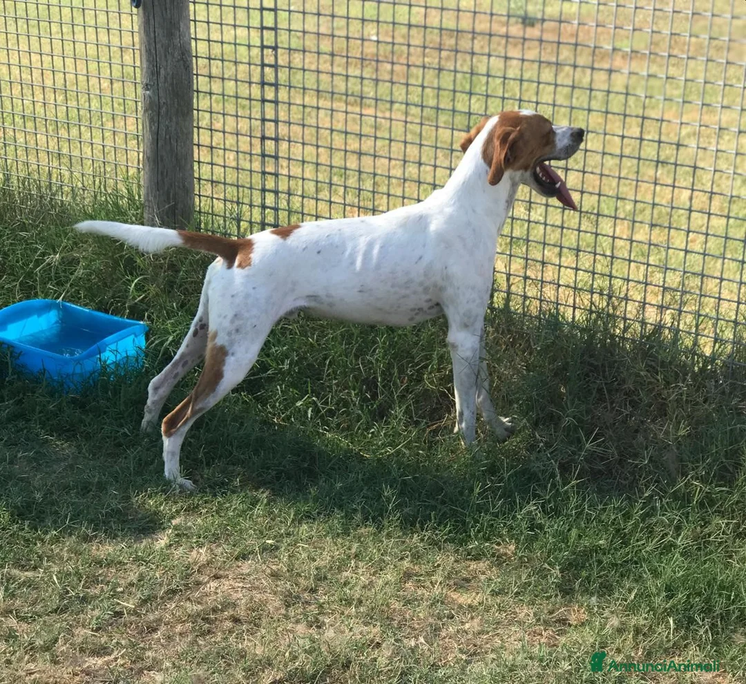 Meticcio cani in regalo: PUCK, bretoncino bianco/arancio - in adozione a Provincia di Latina - Annuncio 3