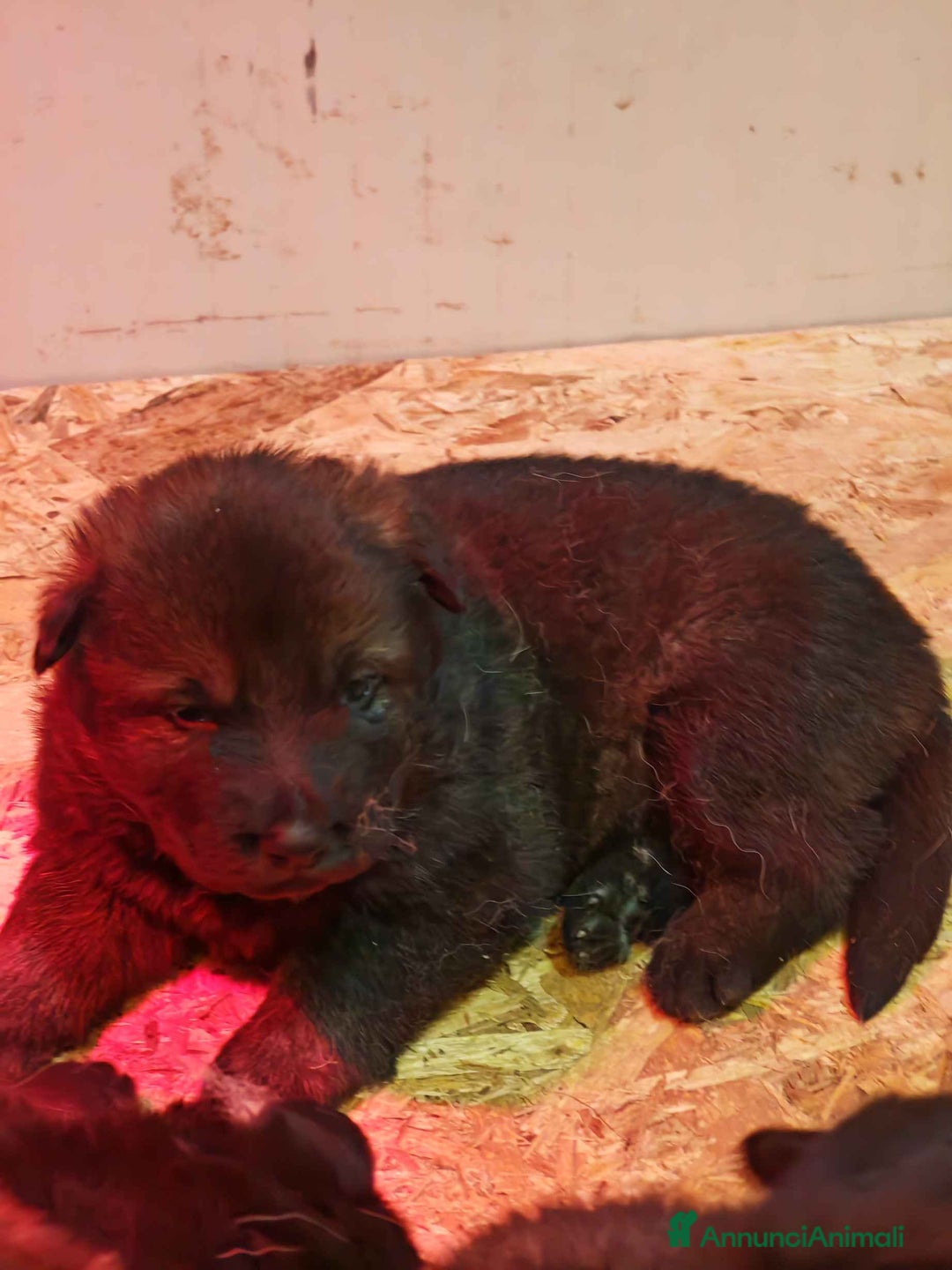 Pastore Tedesco cani in vendita: Cuccioli Pastore Tedesco linea da lavoro grigioni  - Annuncio 4