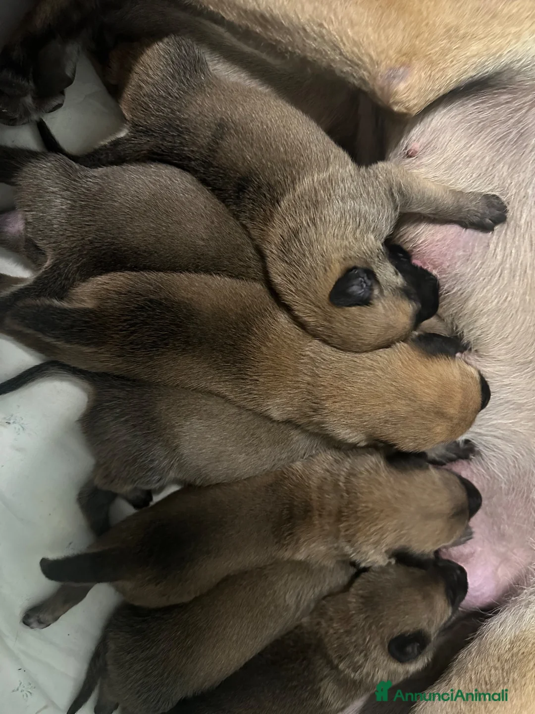 Pastore Belga cani in vendita: Cucciolo pastore belga malinois  - Annuncio 2