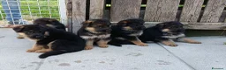 Pastore Tedesco cani in vendita: cuccioli pastore tedesco - Annuncio 5