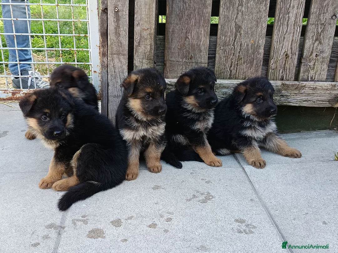 Pastore Tedesco cani in vendita: cuccioli pastore tedesco - Annuncio 5
