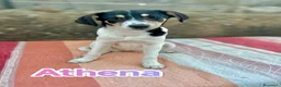 Meticcio cani in regalo: Cuccioli buttati in strada come spazzatura a Provincia di Modena - Annuncio 7