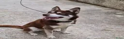 Husky cani in regalo: Siberian Husky marrone 1anno,tolto dalla catenaSUD - Annuncio 2
