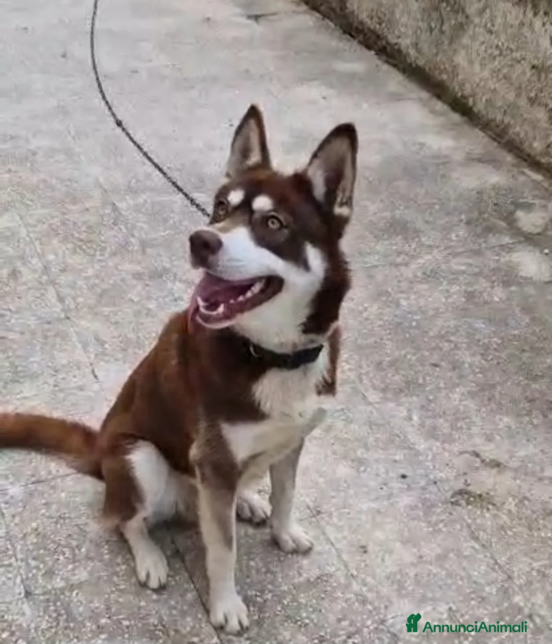 Husky cani in regalo: Siberian Husky marrone 1anno,tolto dalla catenaSUD - Annuncio 2