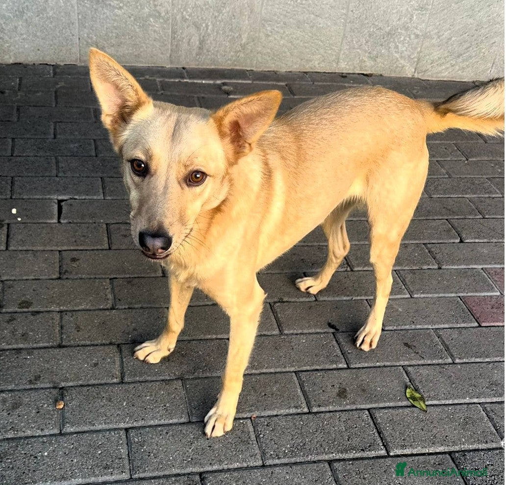 Meticcio cani MANUEL CERCA CASA - Annuncio 17