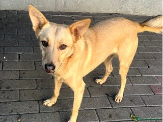 Meticcio cani MANUEL CERCA CASA - Annuncio 3