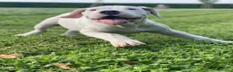 Dogo Argentino cani in vendita: CUCCIOLI DOGO ARGENTINO a Provincia di Verona - Annuncio 5