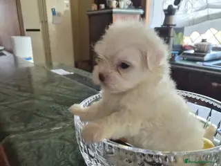 Maltese cani Cuccioli di maltese coreano - Annuncio 2