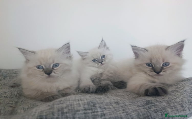 Siberiano gatti Cuccioli siberiani  - Annuncio 11