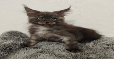 Maine Coon gatti a Città Metropolitana di Venezia - Annuncio 5
