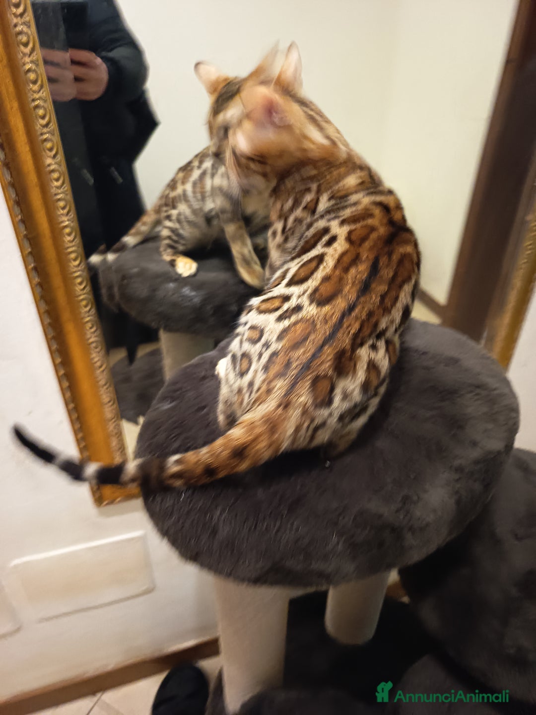 Bengala gatti in vendita: meraviglioso maschietto Bengala  - Annuncio 14