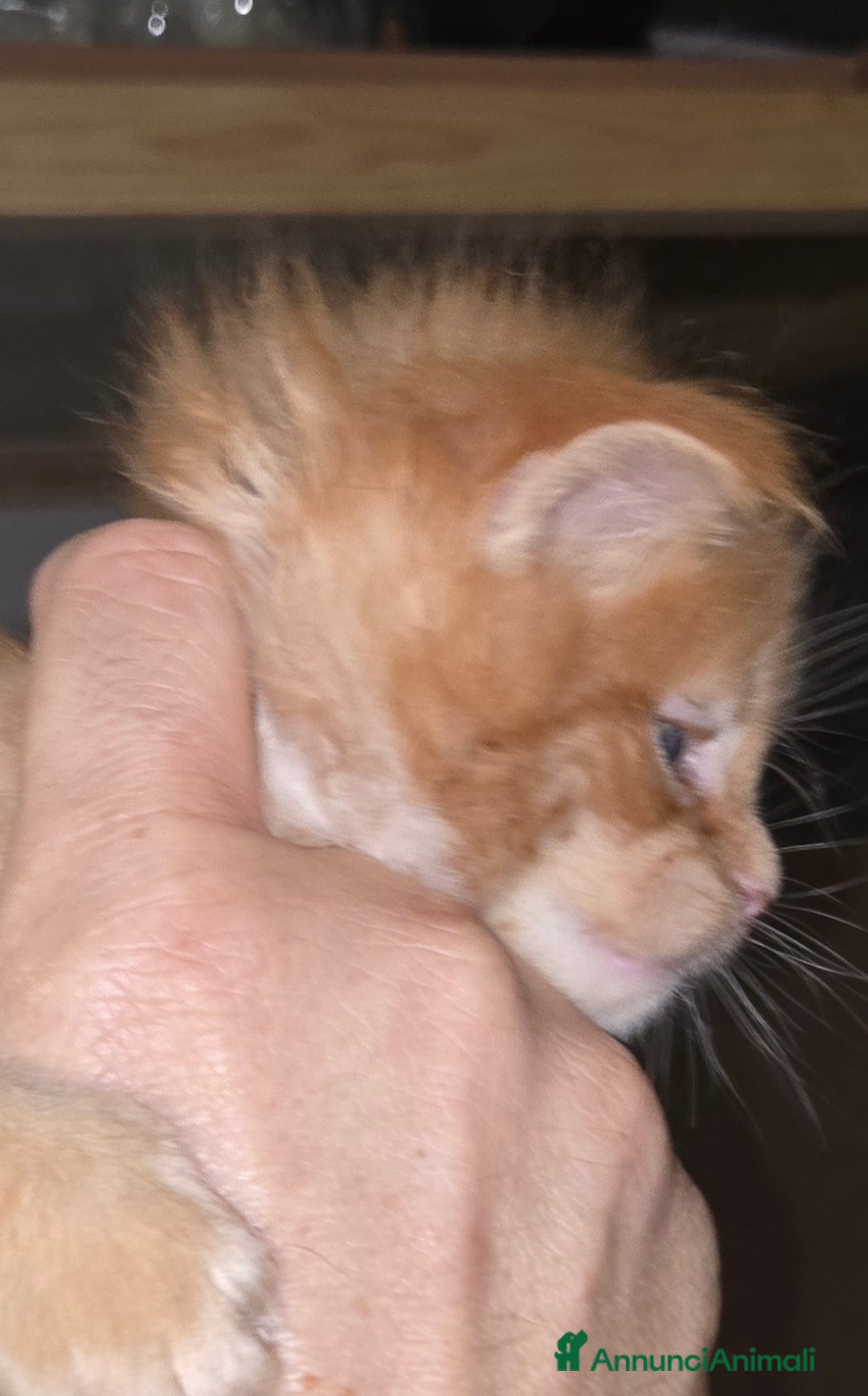 Maine Coon gatti in vendita: Maine coon maschietto Red pedigree Afef  - Annuncio 4