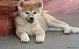 Akita Inu cani in vendita: Akita cuccioli a Provincia di Brindisi - Immagine 1