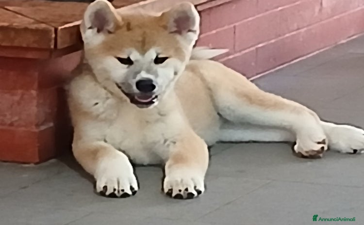 Akita Inu cani a Provincia di Brindisi - Annuncio 1