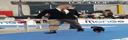 Bassotto cani in vendita: Bassotti nani pelo corto - Annuncio 4