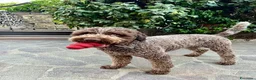 Lagotto cani per accoppiamento: Ottone cerca compagna 🧸 a Provincia di Arezzo - Annuncio 4