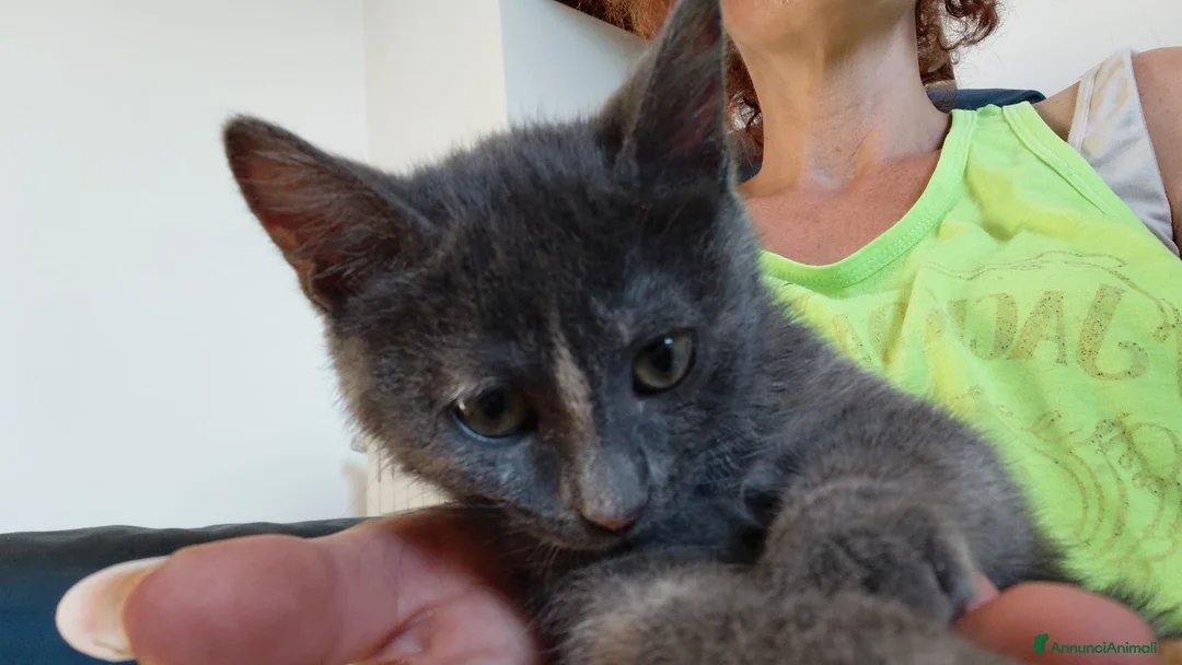 Altre razze gatti in regalo: Due batuffoli cercano casa! - Annuncio 2