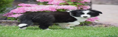 Border Collie 2