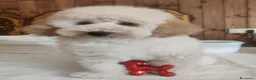 Barboncino Toy cani in vendita: Cucciolo di Baboncino Nano Maschio color Champagne - Annuncio 3