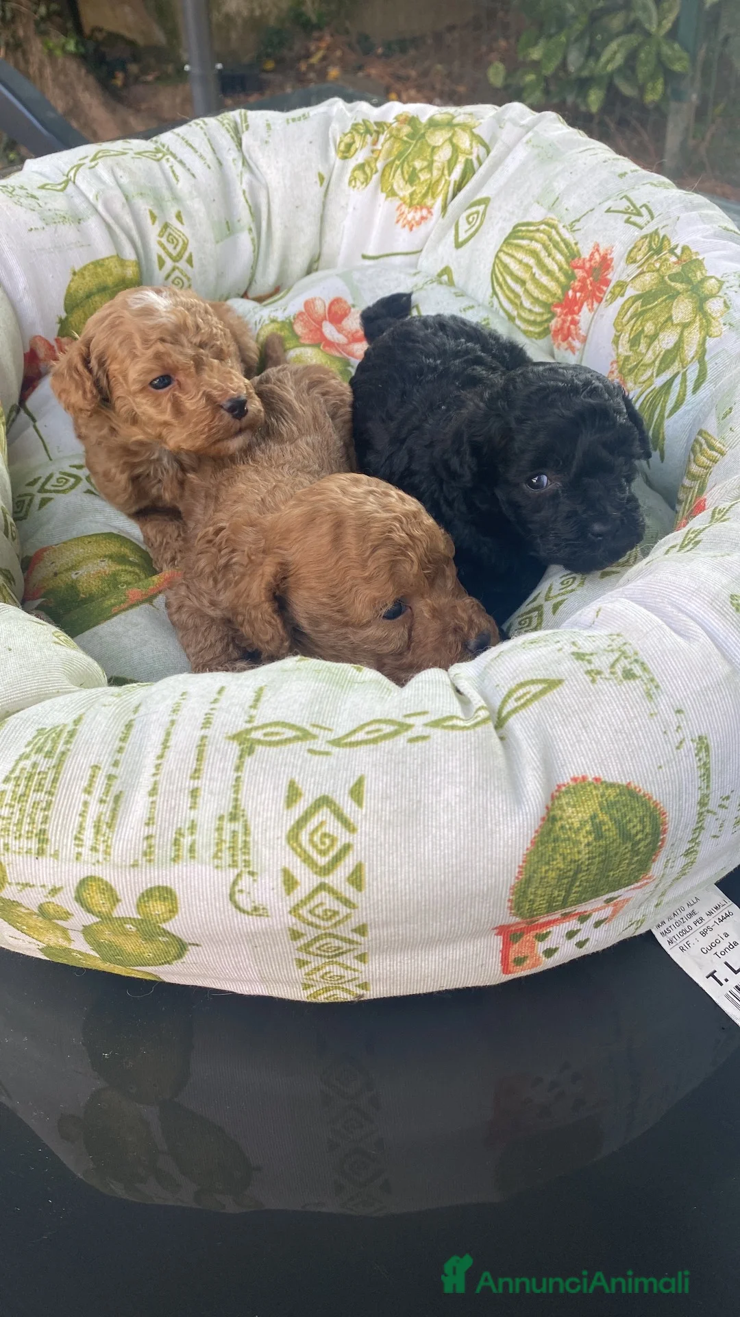 Barboncino Toy cani in vendita: Splendidi  2 maschietti fulvi barboncino - Annuncio 1