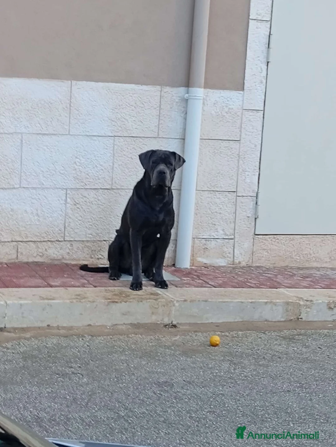 Cane Corso cani in vendita: Cane corso - Annuncio 1
