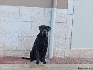 Cane Corso cani Cane corso - Annuncio 1