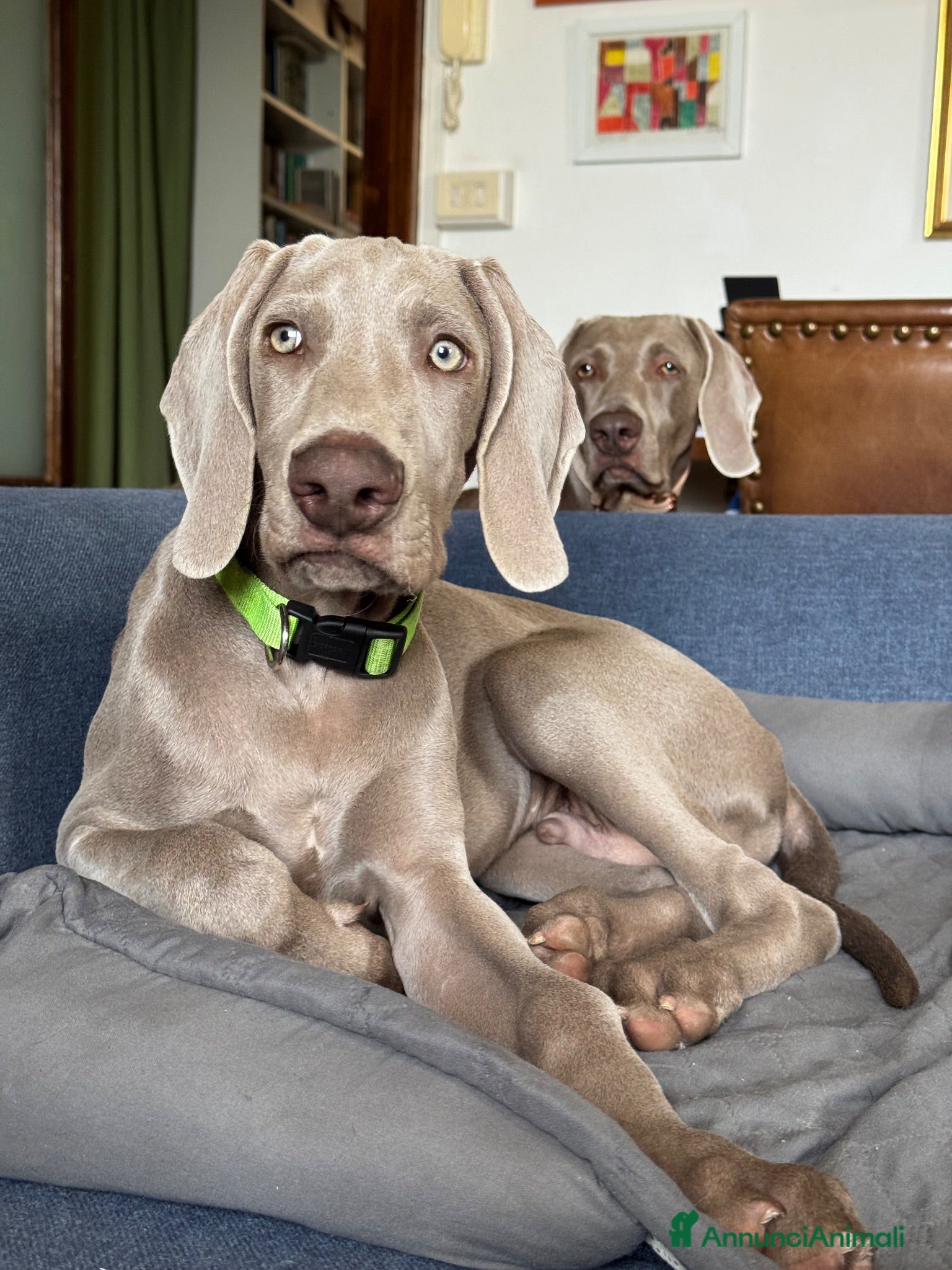 Weimaraner cani Cucciolo di Weimaraner - Annuncio 14
