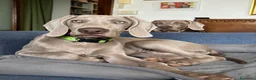 Weimaraner cani in vendita: Cucciolo di Weimaraner - Annuncio 1