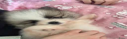Volpino Pomerania cani in vendita: Adorabili cuccioli di Pomerania disponibili - Annuncio 13