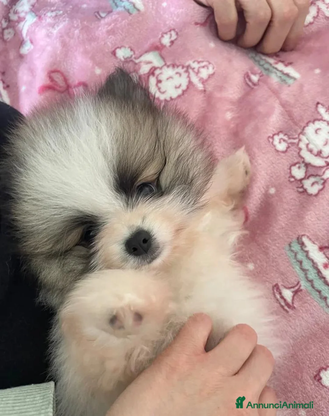 Volpino Pomerania cani in vendita: Adorabili cuccioli di Pomerania disponibili - Annuncio 13