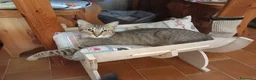 Europeo gatti in regalo: Tenero micino da adottare, JAMES! - Annuncio 2