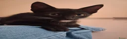 Meticcio gatti in regalo: Tom e Jerry  - Annuncio 1