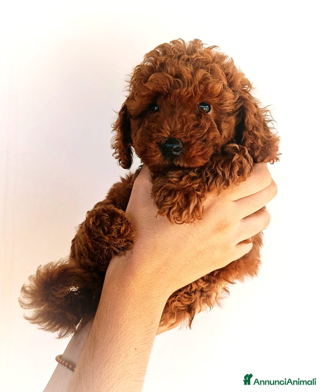 Barboncino cani in vendita: Barboncini Nani disponibili con Pedigree ENCI  - Annuncio 25