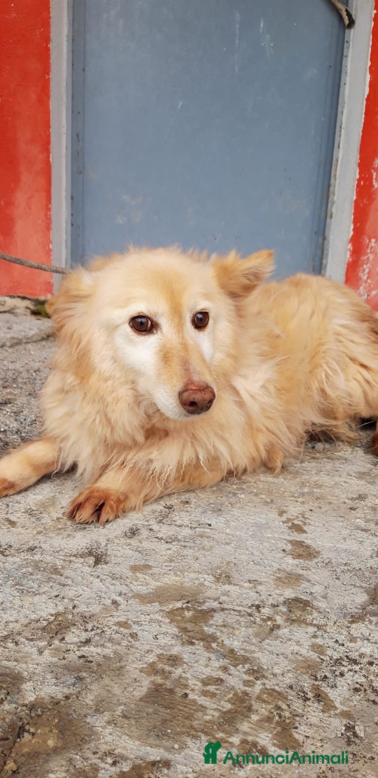 Altre razze cani Adozione del cuore per la dolce GIULIETTA a Città metropolitana di Roma Capitale - Annuncio 34