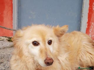 Altre razze cani Adozione del cuore per la dolce GIULIETTA a Città metropolitana di Roma Capitale - Annuncio 13