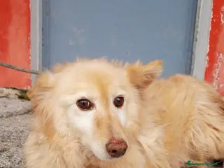 Altre razze cani Adozione del cuore per la dolce GIULIETTA a Città metropolitana di Roma Capitale - Annuncio 13