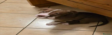 Pitbull 1