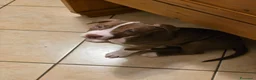 Pitbull cani in vendita: Cuccioli pitbull red nose - Annuncio 8