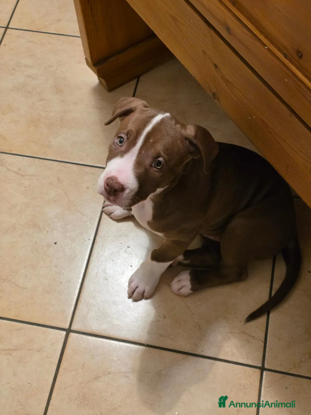 Pitbull cani in vendita: Cuccioli pitbull red nose - Annuncio 8