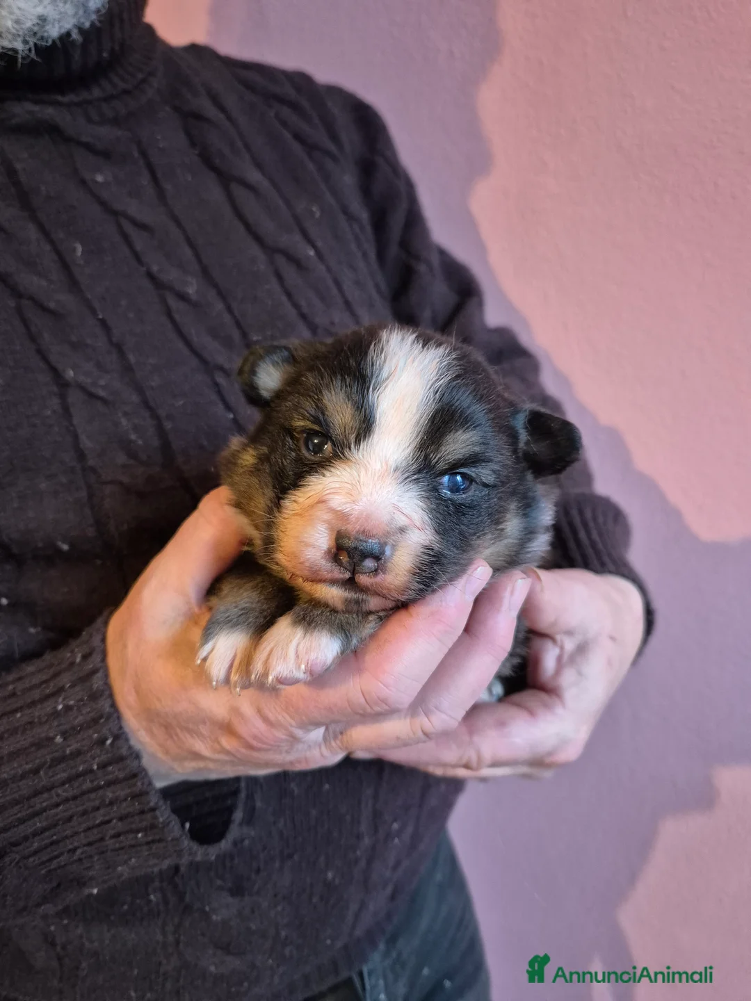 Australian Shepherd cani in vendita: Cucciolata di pastore australiano  - Annuncio 2