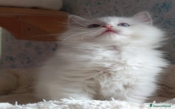 Ragdoll gatti in vendita: Ragdoll femmina  - Annuncio 4