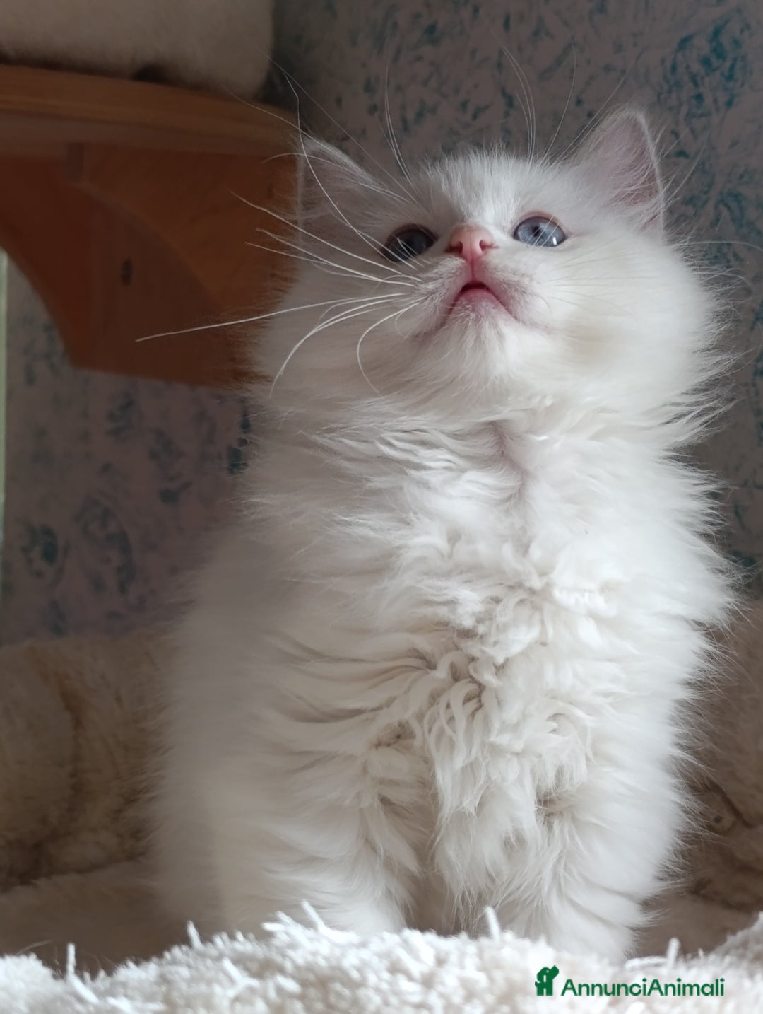 Ragdoll gatti in vendita: Ragdoll femmina  - Annuncio 4