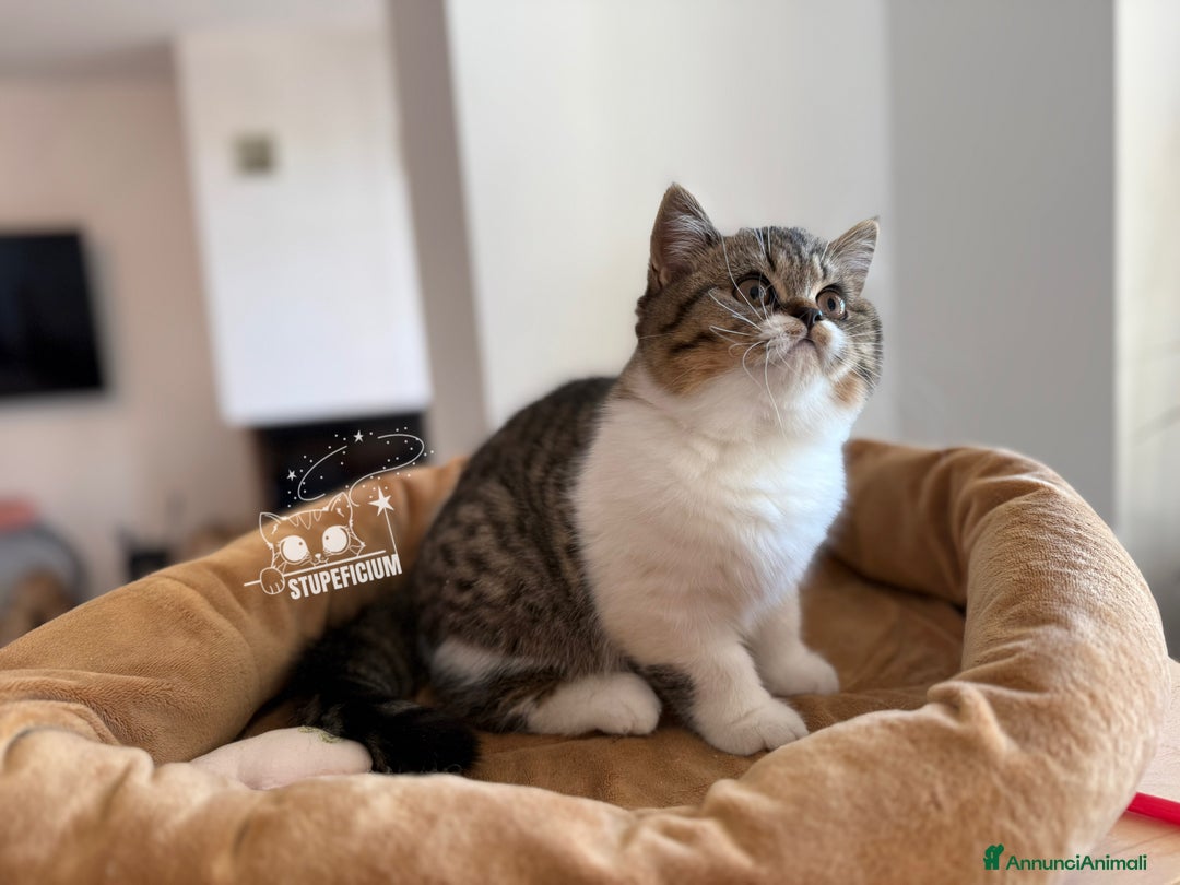 Scottish gatti in vendita: Stupeficium Amos - Scottish Straight - Annuncio 38